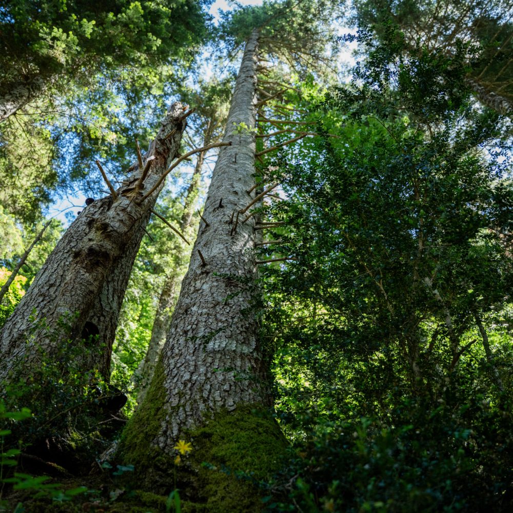 Valle de Aisa Trails